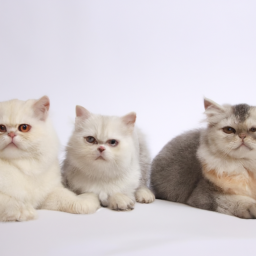 Three Persian cat